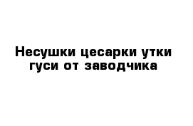 Несушки цесарки утки гуси от заводчика